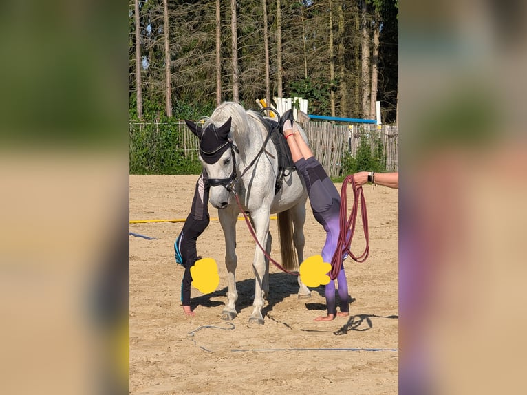 Holstein Mare 18 years 15.2 hh Grey-Dapple in Warnow