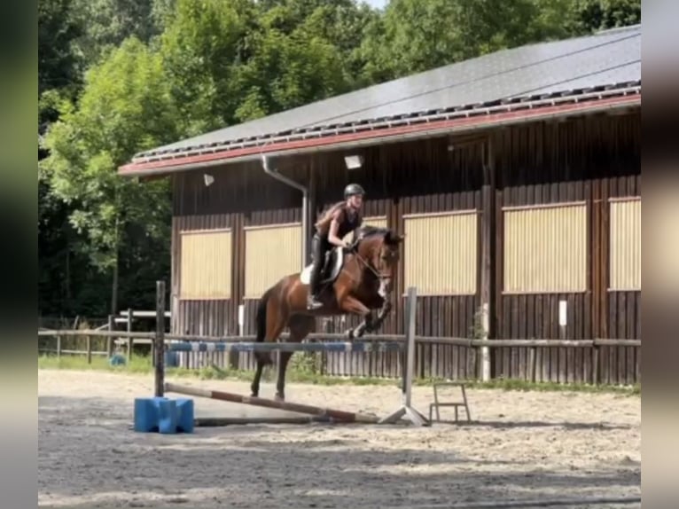 Holstein Mare 18 years 15,3 hh Brown in Ulm