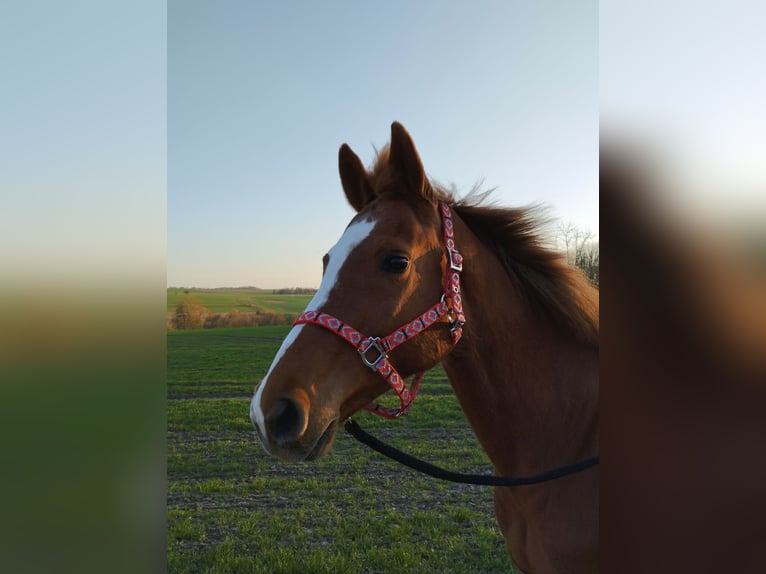 Holstein Mare 18 years 15,3 hh Chestnut-Red in Gudensberg