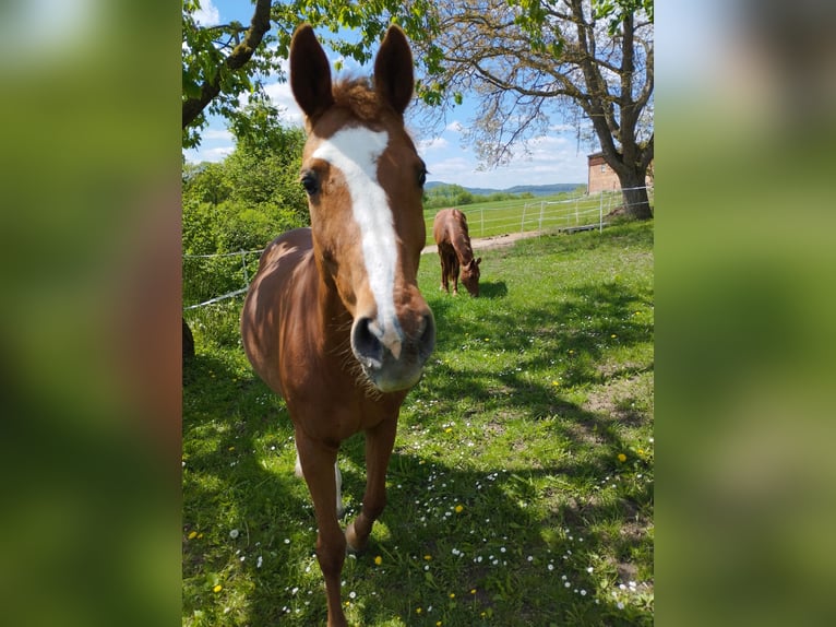 Holstein Mare 18 years 15,3 hh Chestnut-Red in Gudensberg