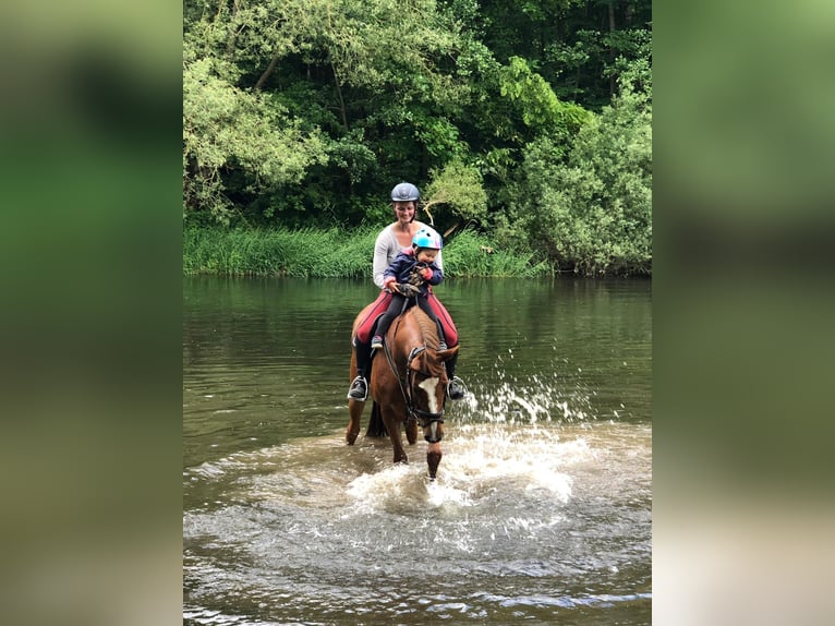 Holstein Mare 18 years 15,3 hh Chestnut-Red in Gudensberg