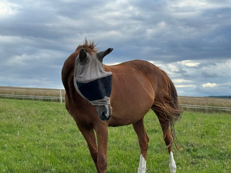 Holstein Mare 18 years 15,3 hh Chestnut-Red in Gudensberg