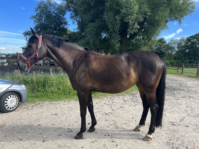 Holstein Mare 18 years 16.1 hh Bay-Dark in Kisdorf