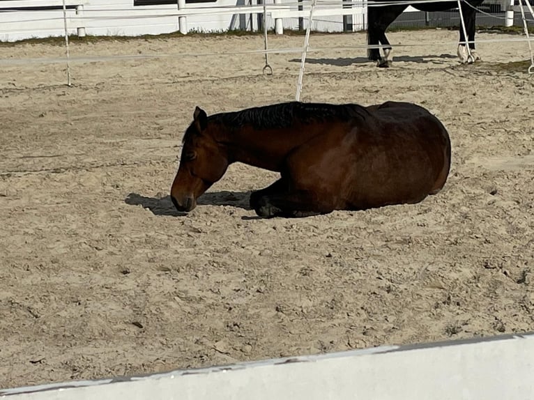 Holstein Mare 18 years 16,1 hh Brown in Fränkisch-Crumbach