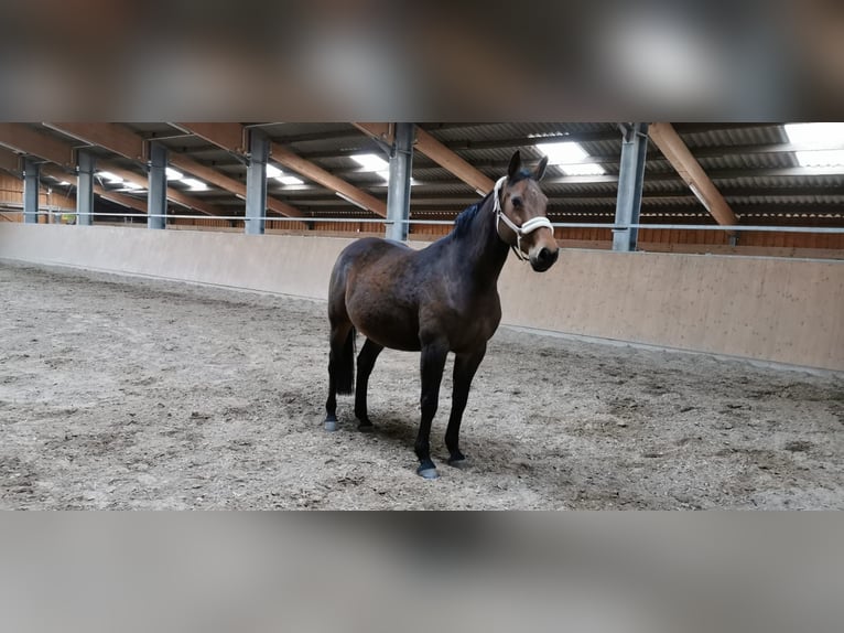 Holstein Mare 18 years 16,1 hh Brown in Fränkisch-Crumbach