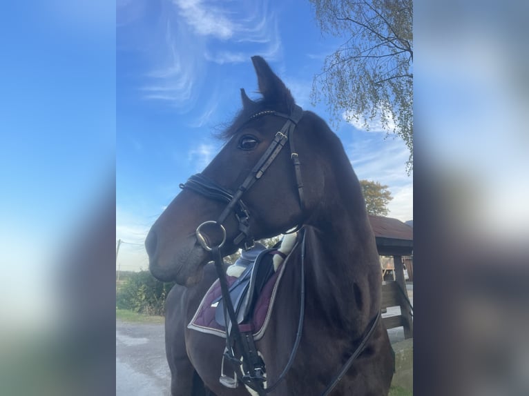 Holstein Mare 18 years 16,2 hh Bay-Dark in Dortmund