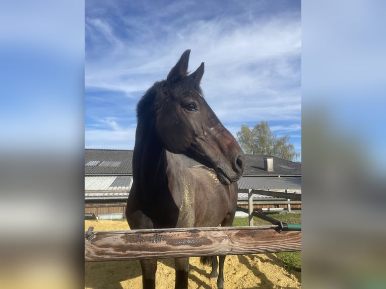 Holstein Mare 18 years 16,2 hh Bay-Dark in Dortmund