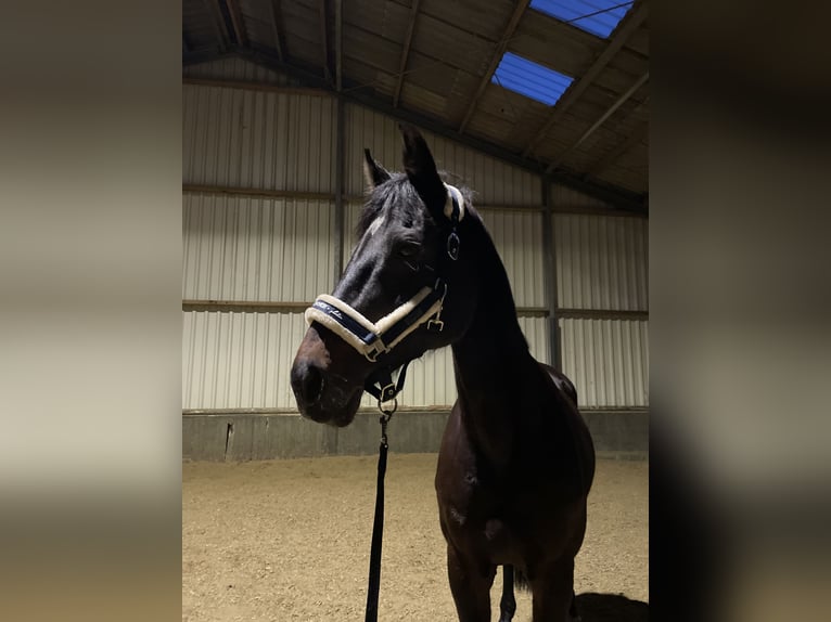 Holstein Mare 18 years 16,2 hh Bay-Dark in Dortmund