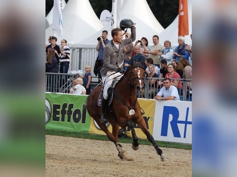 Holstein Mare 18 years 16.2 hh Brown in Pinneberg