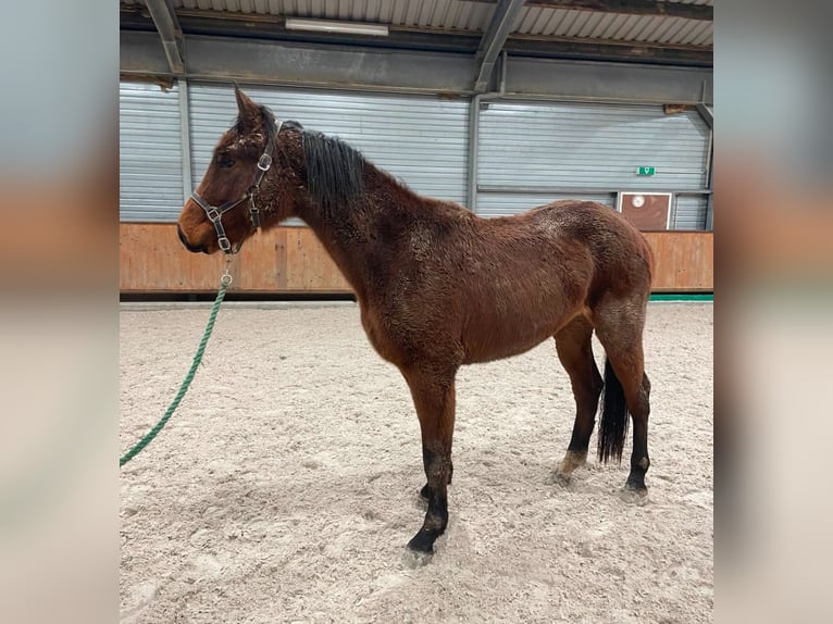 Holstein Mare 18 years 16,3 hh Brown in Aachen