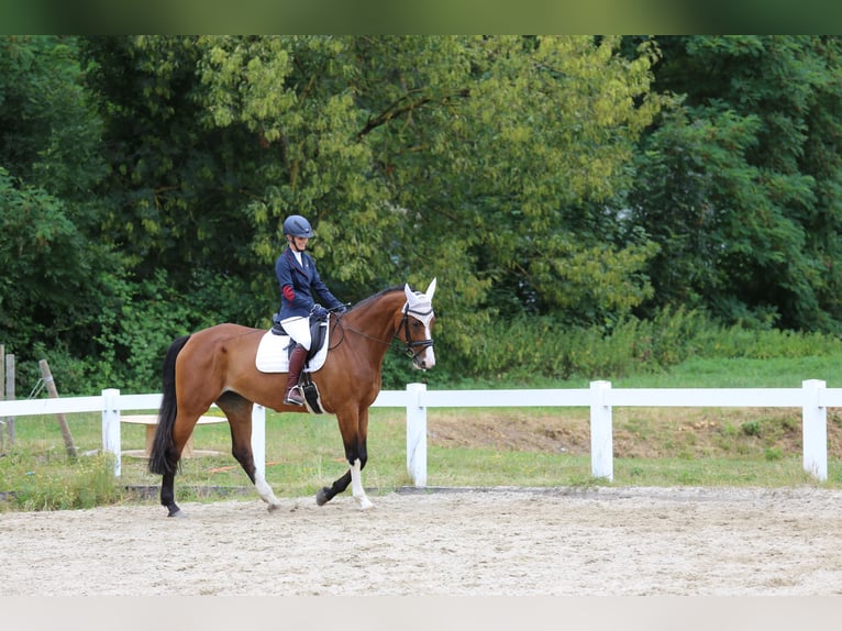 Holstein Mare 18 years 16,3 hh Brown in Allensbach