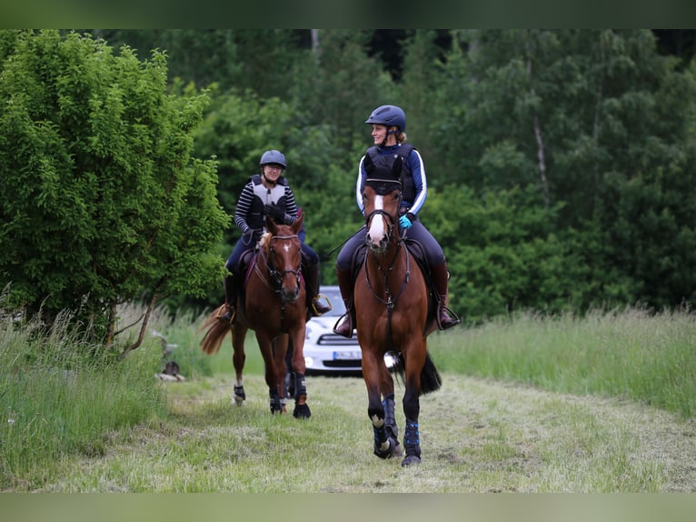 Holstein Mare 18 years 16,3 hh Brown in Allensbach