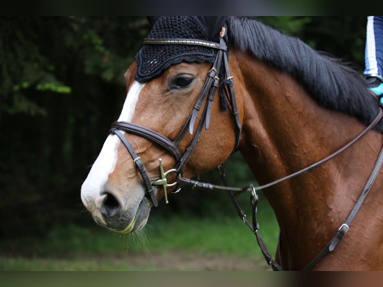 Holstein Mare 18 years 16,3 hh Brown in Allensbach