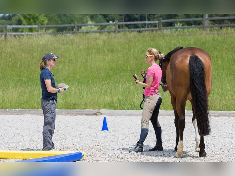 Holstein Mare 18 years 16,3 hh Brown in Allensbach