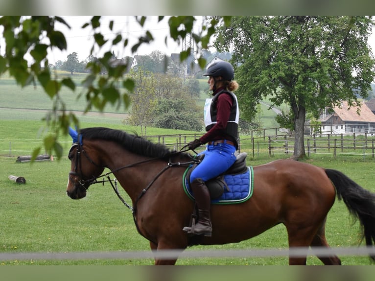 Holstein Mare 18 years 16,3 hh Brown in Allensbach