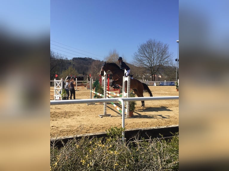 Holstein Mare 18 years 16,3 hh Brown in Allensbach