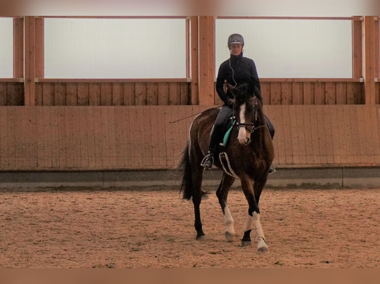 Holstein Mare 18 years 16,3 hh Brown in Allensbach