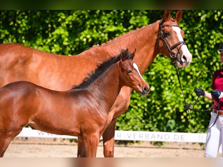 Holstein Mare 18 years 16.3 hh Chestnut-Red in Quarnbek