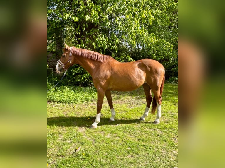 Holstein Mare 18 years 16.3 hh Chestnut-Red in Quarnbek