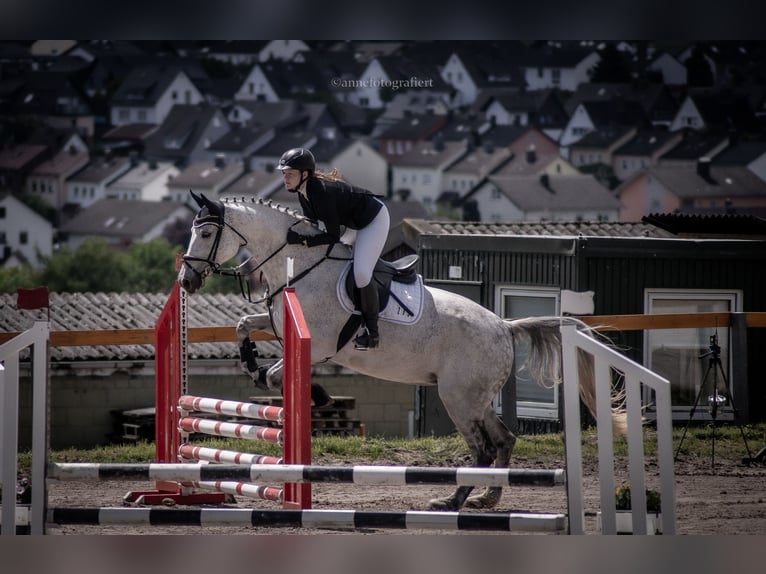 Holstein Mare 18 years 16.3 hh Grey in Kletkamp