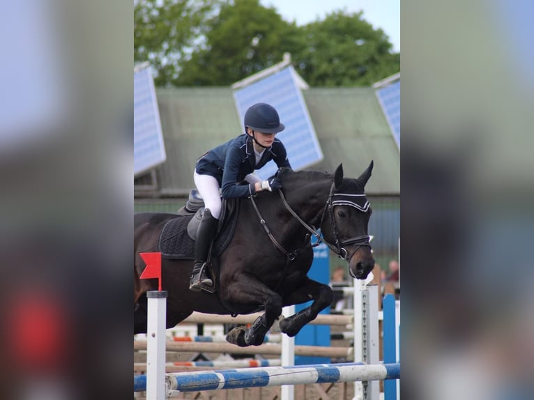 Holstein Mare 18 years 16 hh Black in Süderlügum