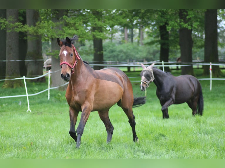 Holstein Mix Mare 18 years 16 hh Brown in Soltau