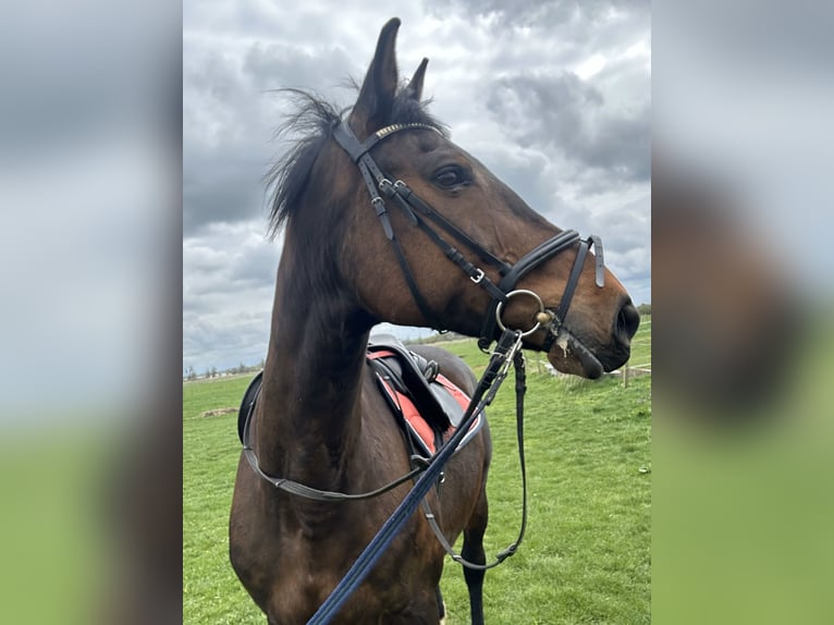 Holstein Mare 18 years 16 hh Brown in Neukalen