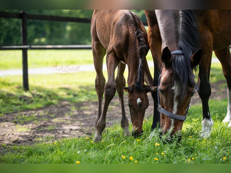 Holstein Mare 18 years 16,1 hh Brown in Rietberg