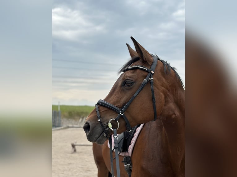 Holstein Mare 18 years 16,1 hh Brown in Berndorf