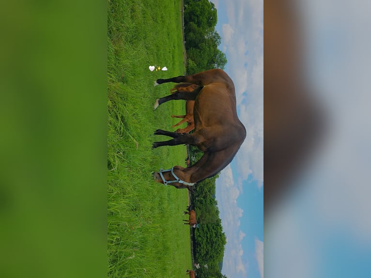 Holstein Mare 18 years 16,1 hh Brown in Hemer