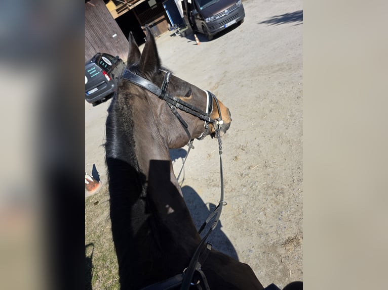Holstein Mare 18 years 16,1 hh Brown in Hemer