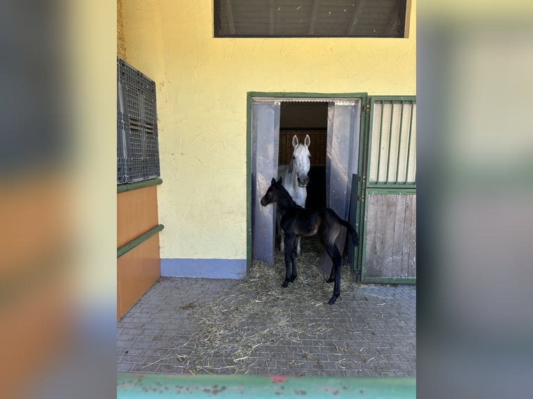 Holstein Mare 18 years 16,1 hh Gray in Stedtlingen
