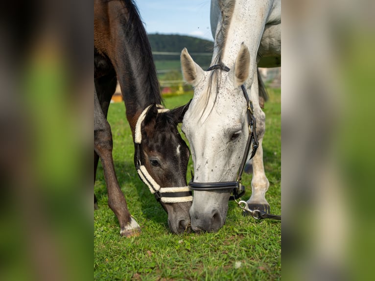 Holstein Mare 18 years 16,1 hh Gray in Stedtlingen