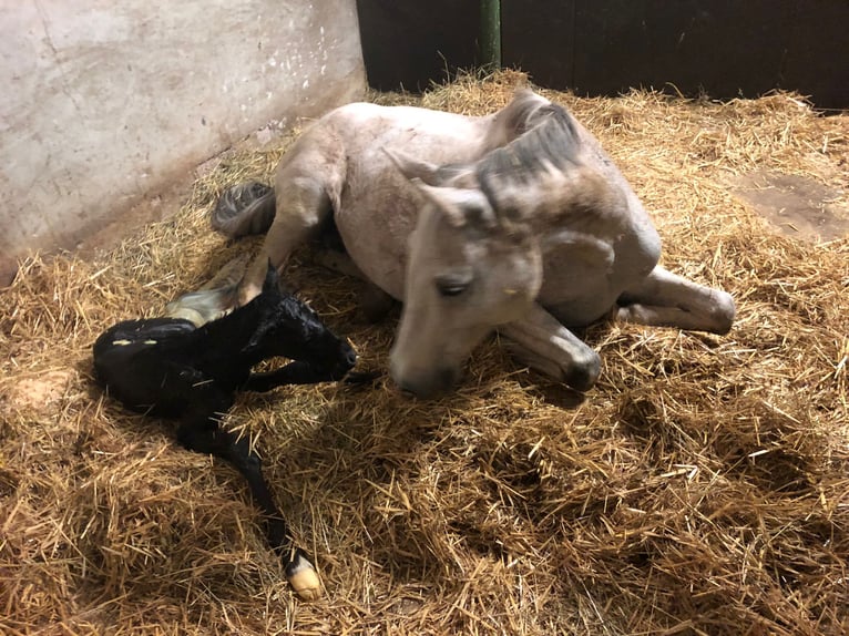 Holstein Mare 18 years 16,1 hh Grey in Stedtlingen