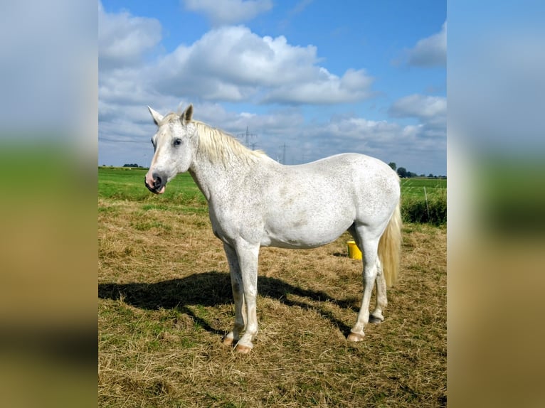 Holstein Mare 18 years 16,1 hh Grey in Elmshorn Holstein Mare 18 years 16,1 hh Grey in Elmshorn