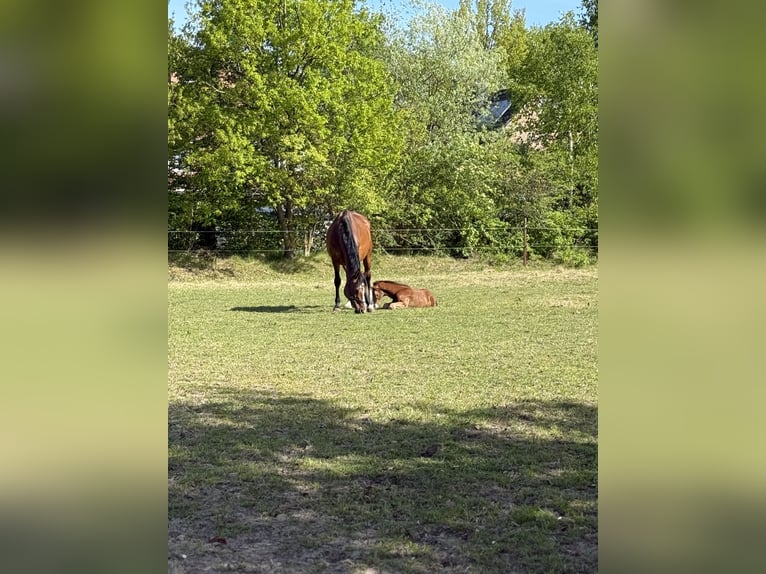 Holstein Mare 18 years 16,2 hh Brown in Pinneberg