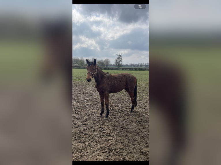 Holstein Mare 18 years 16,2 hh Brown in Aachen
