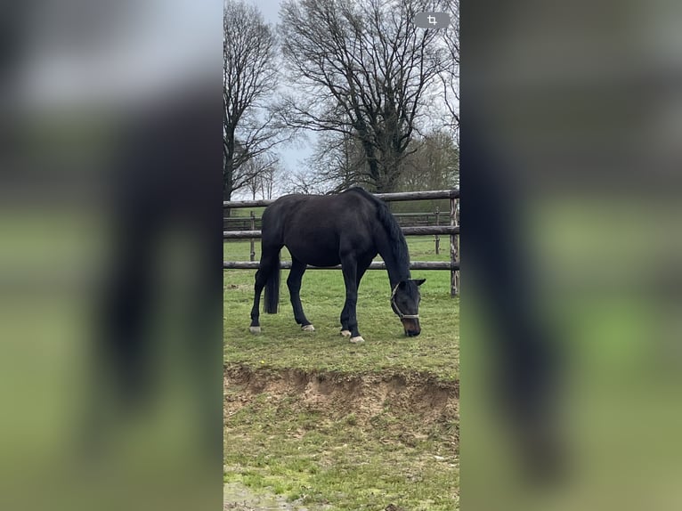 Holstein Mare 18 years 16,2 hh Brown in Aachen