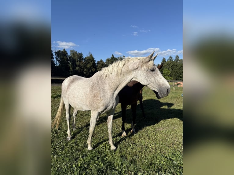 Holstein Mare 18 years 16,2 hh Grey in L&#xFC;tjensee