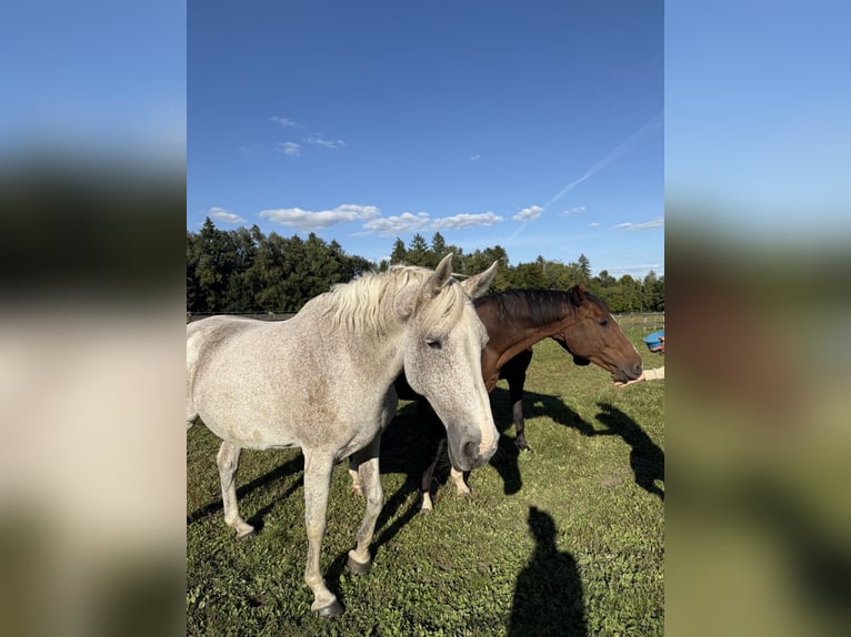 Holstein Mare 18 years 16,2 hh Grey in L&#xFC;tjensee