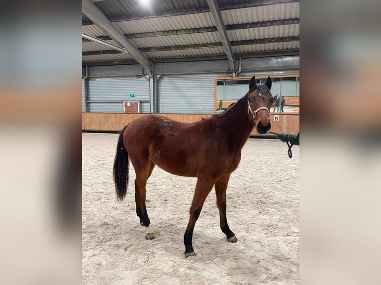 Holstein Mare 18 years 17 hh Brown in Aachen