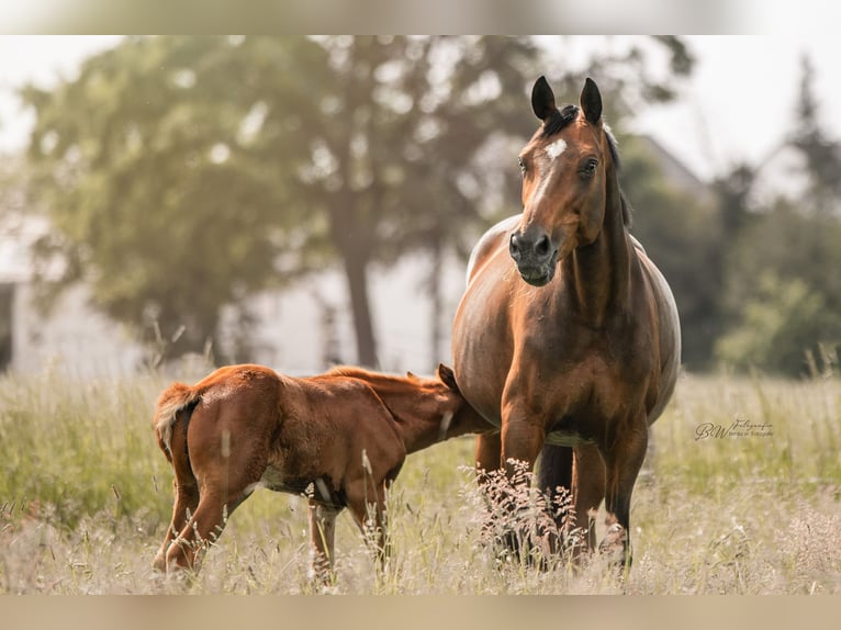 Holstein Mare 18 years 17 hh Brown in Bad Pyrmont