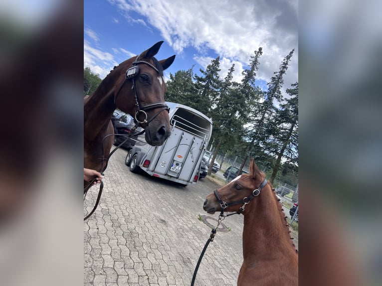 Holstein Mare 18 years 17 hh Brown in Bad Pyrmont