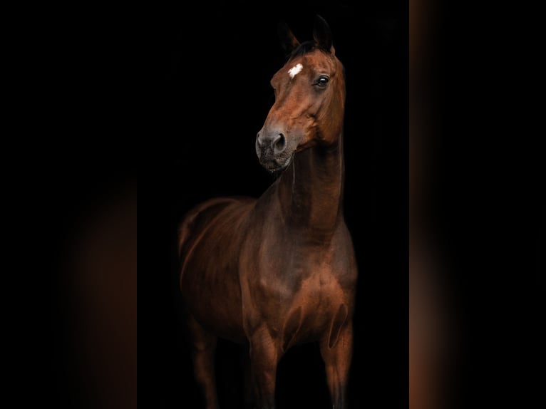 Holstein Mare 18 years 17 hh Brown in Bad Pyrmont