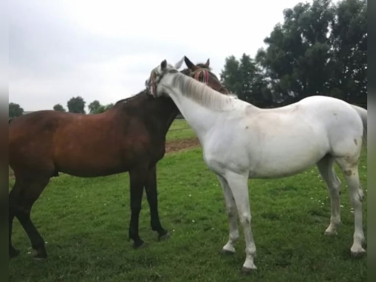 Holstein Mare 18 years 17 hh Grey in Oelsberg