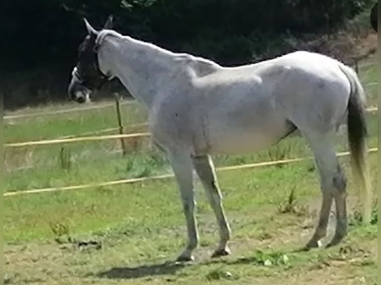 Holstein Mare 18 years 17 hh Grey in Oelsberg