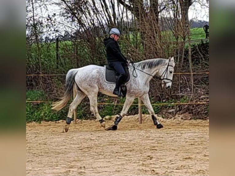 Holstein Mare 18 years 17 hh Grey in Oelsberg