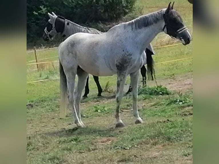 Holstein Mare 18 years 17 hh Grey in Oelsberg