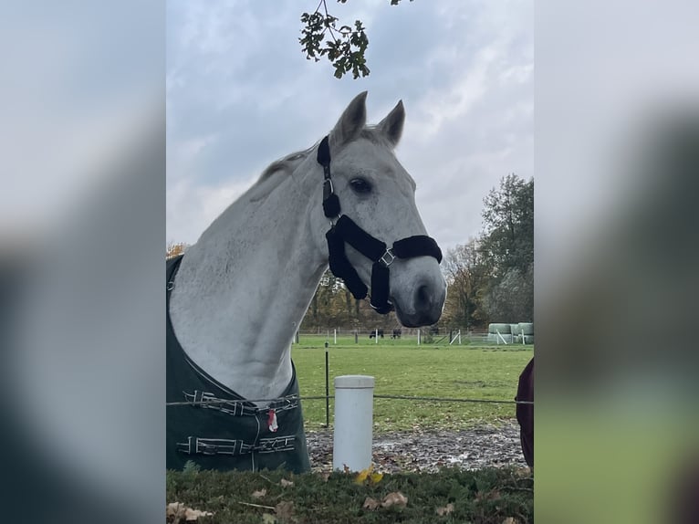 Holstein Mare 18 years 18 hh Grey in Delbr&#xFC;ck