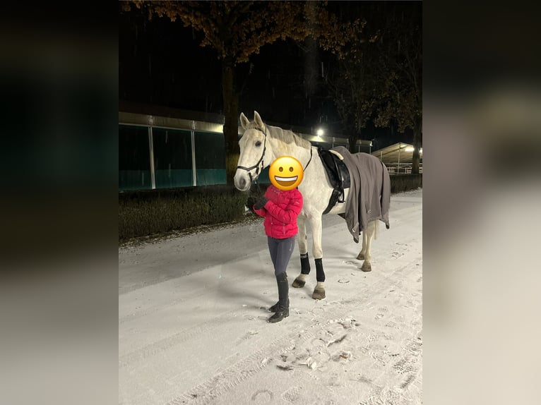 Holstein Mare 18 years 18 hh Grey in Delbr&#xFC;ck